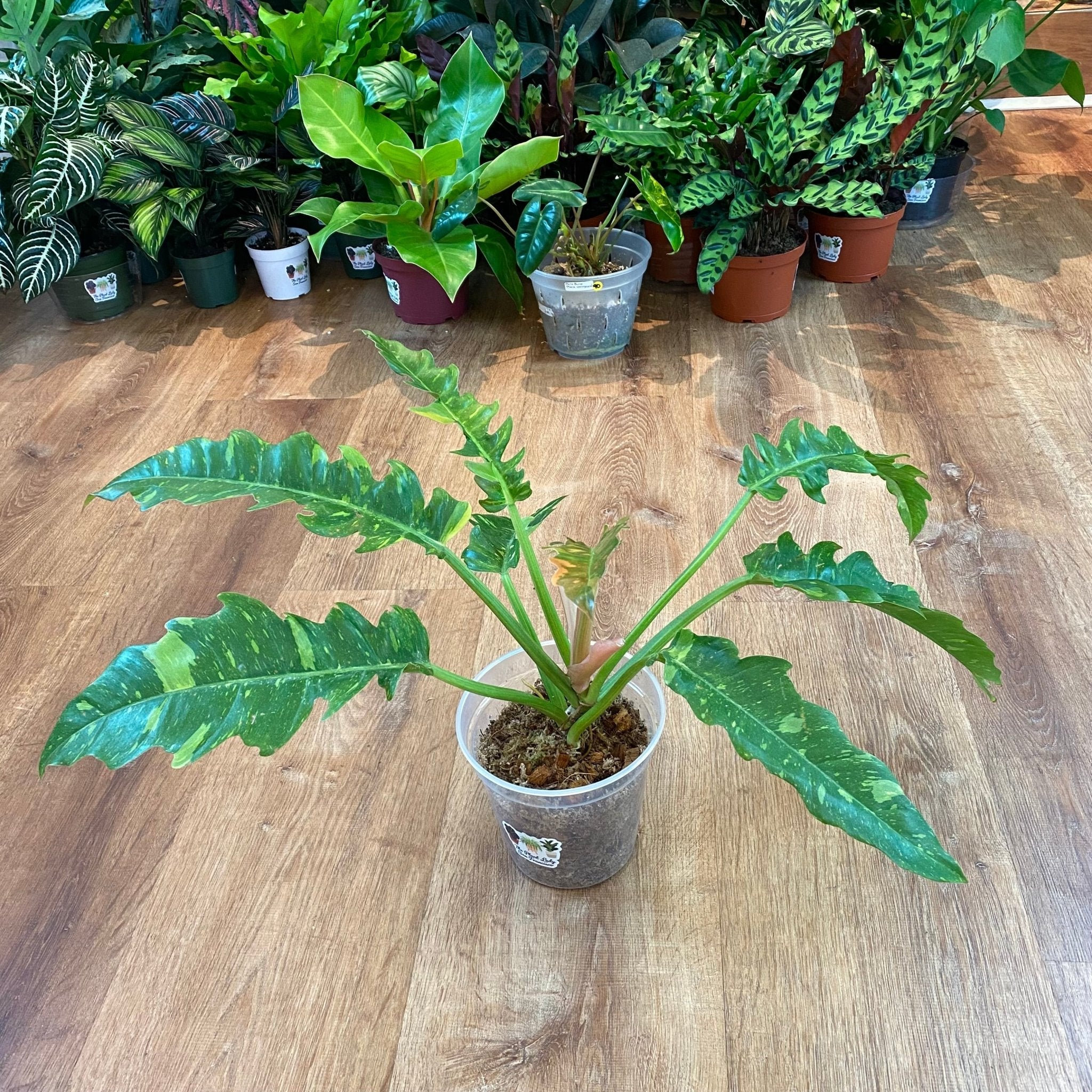 Philodendron 'Ring of Fire' - The Plant Lady SF