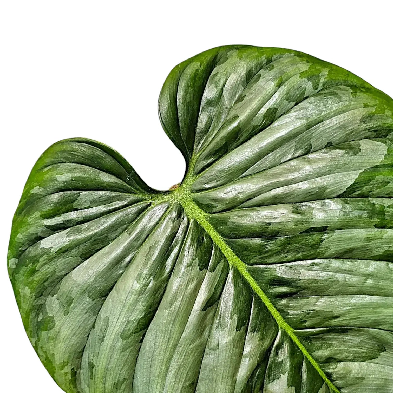 Philodendron sodiroi leaf detail on white background.