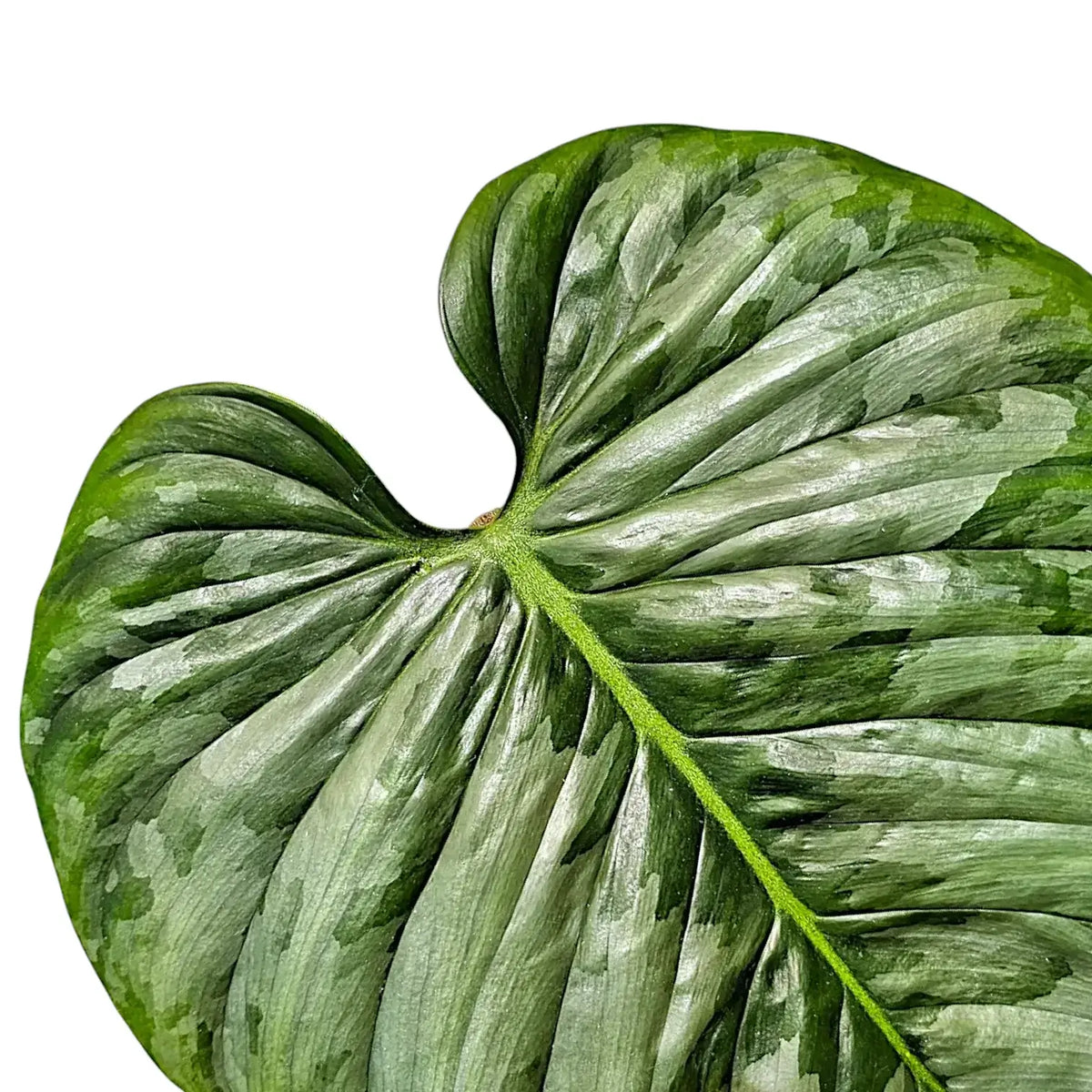 Philodendron sodiroi leaf detail on white background.