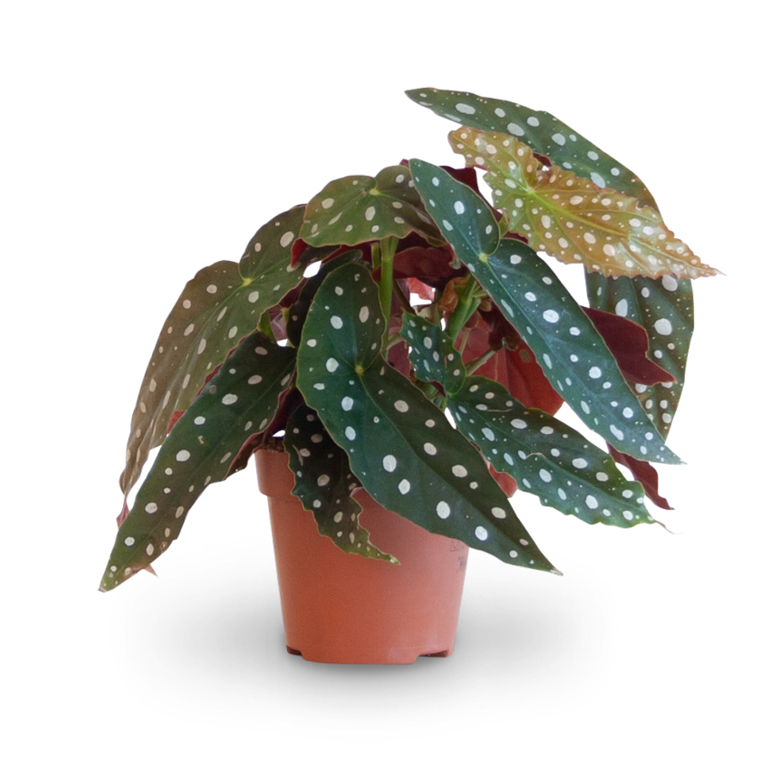 Plantura Forellenbegonie