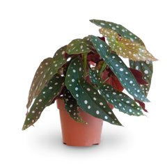 Plantura Forellenbegonie