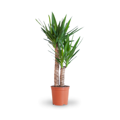 Plantura Riesen-Palmlilie