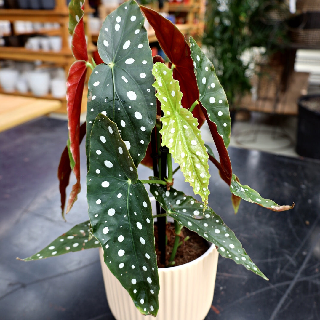 Begonia wightii Maculata Plant