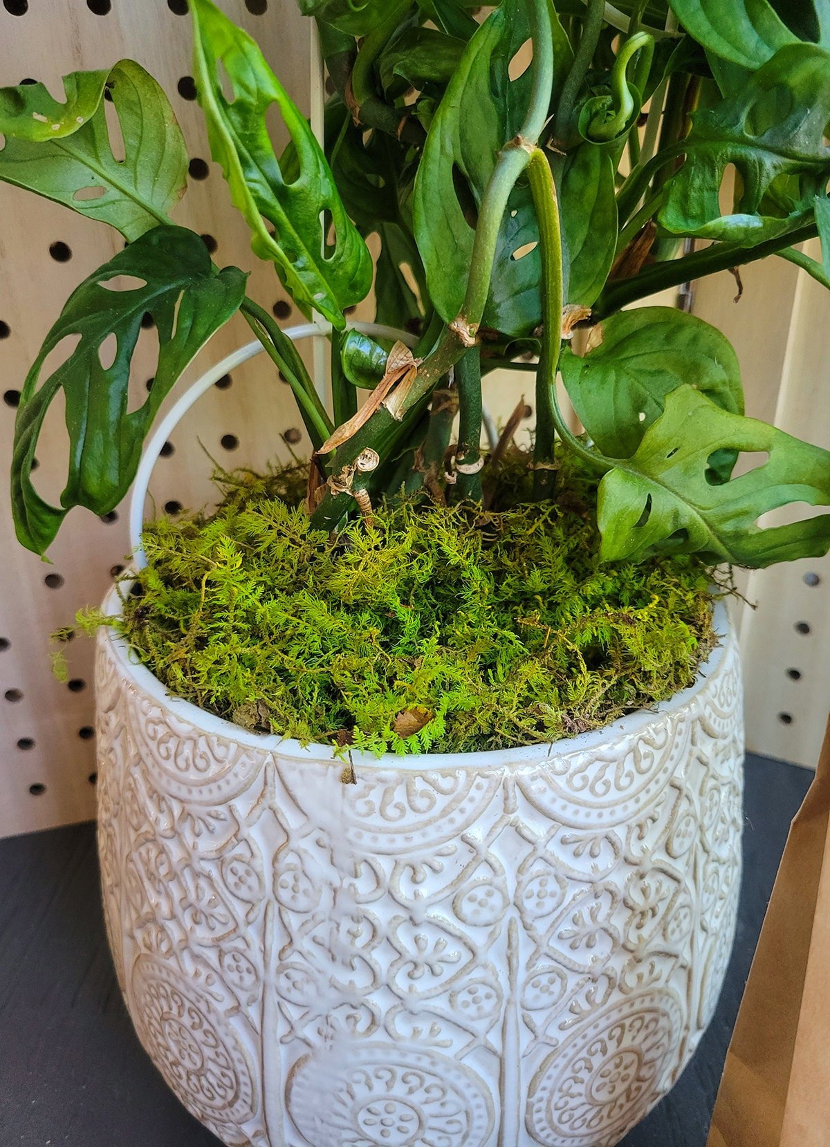 Preserved Moss Plant Topdressing - Mossy Moss by Olia
