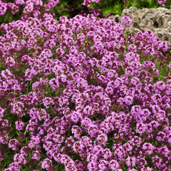 Close-up of red creeping thyme flowers showing vibrant magenta-red blooms over tiny aromatic leaves in early summer