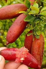 Red Finger Lime - Grafted Tree