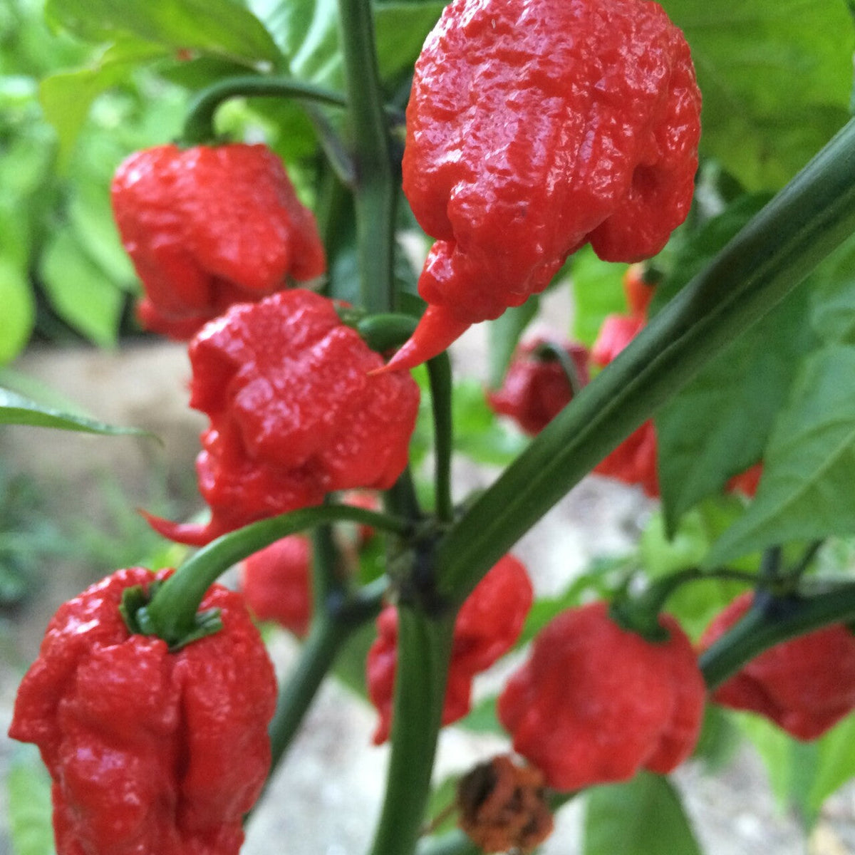 Pepper Hot Carolina Reaper (3.5")