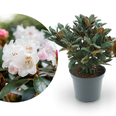 Rhododendron 'Hydon Velvet' Weiß-Rosa