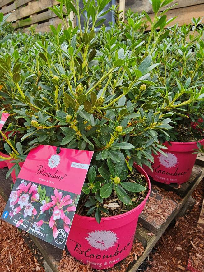 Rhododendron micranthum 'Bloombux' ® Magenta kaufen im Online-Shop der Bohlken Baumschulen