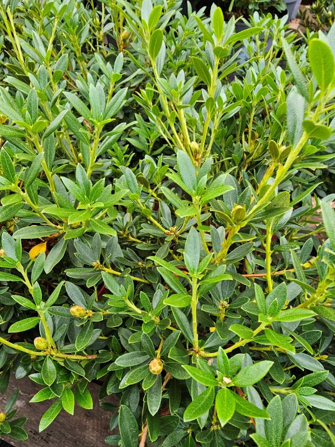 Rhododendron micranthum 'Bloombux' ® Magenta kaufen im Online-Shop der Bohlken Baumschulen