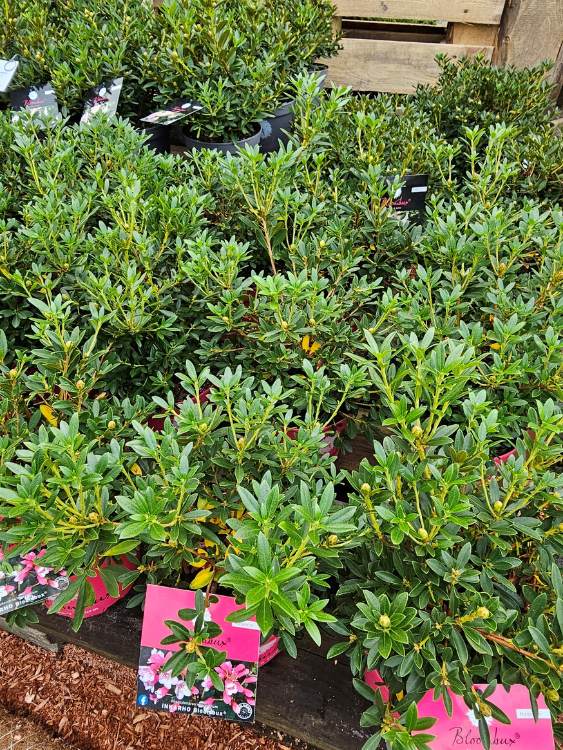 Rhododendron micranthum 'Bloombux' ® Magenta kaufen im Online-Shop der Bohlken Baumschulen