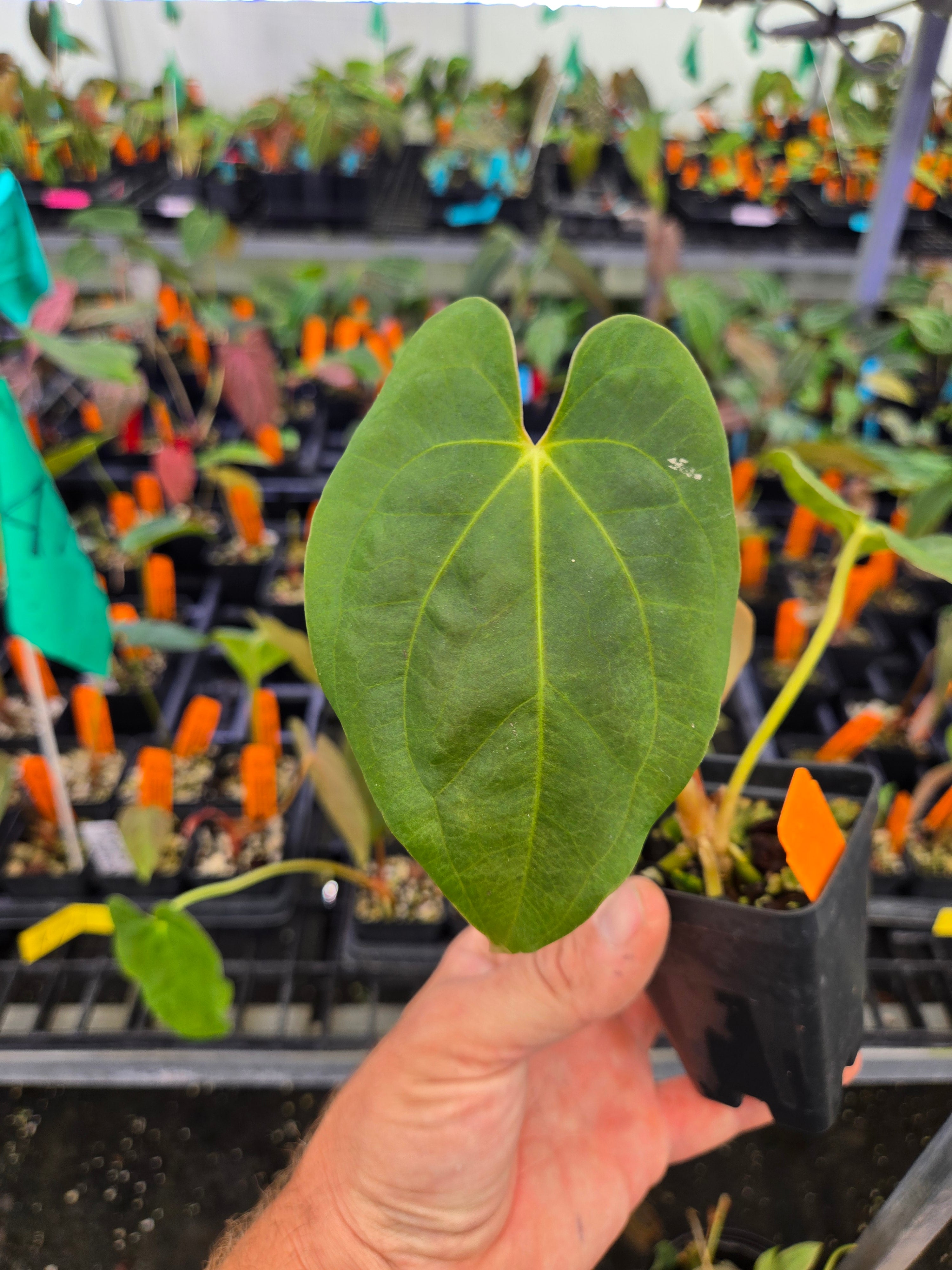 Anthurium Papillilaminum 'Dark One' x 'Golden Child' (A74)