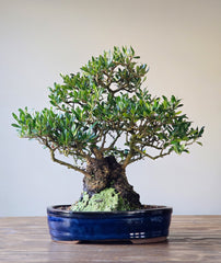 Olive Bonsai (Lay-by available)
