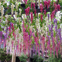 Mixed Wisteria Flower Seeds for Planting – Heirloom, Non-GMO Climbing Vine Seeds for Garden