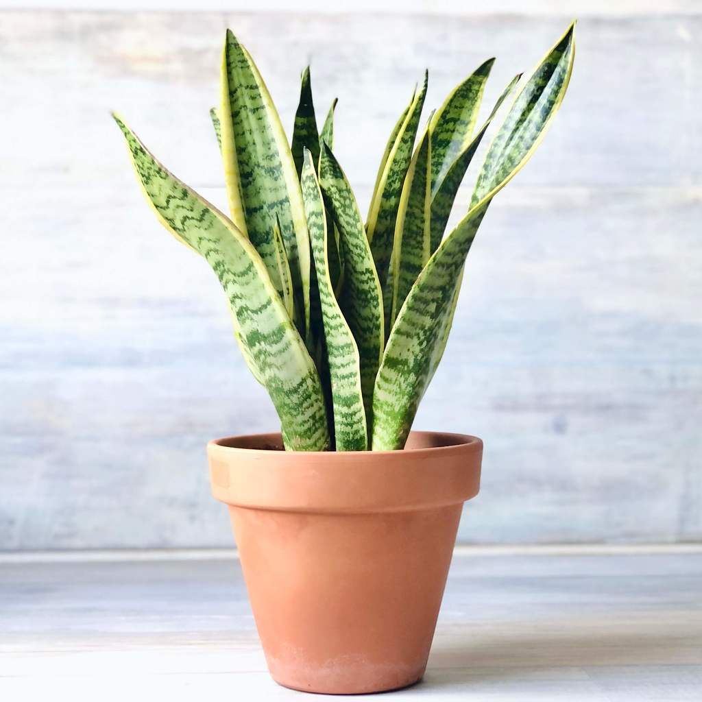 Sansevieria Trifasciata