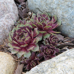 Red Heart Hens And Chicks|Red Heart Hens And Chicks, Sempervivum hybrid, Photo Courtesy of Jean Hammond