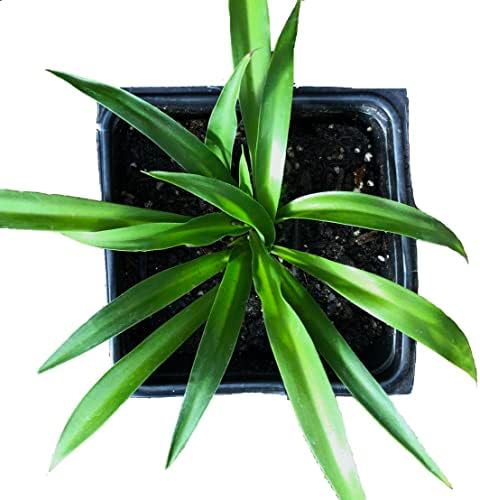 A top-down view of the Shamrock Spider Plant (Chlorophytum comosum) by Smoke Camp Crafts, a non-variegated, solid green air purifying plant in a 2.5 inch square black pot filled with soil, set against a white background.