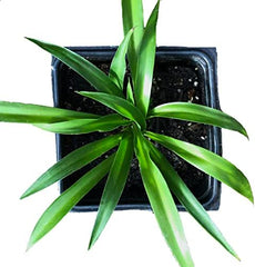 A top-down view of the Shamrock Spider Plant (Chlorophytum comosum) by Smoke Camp Crafts, a non-variegated, solid green air purifying plant in a 2.5 inch square black pot filled with soil, set against a white background.