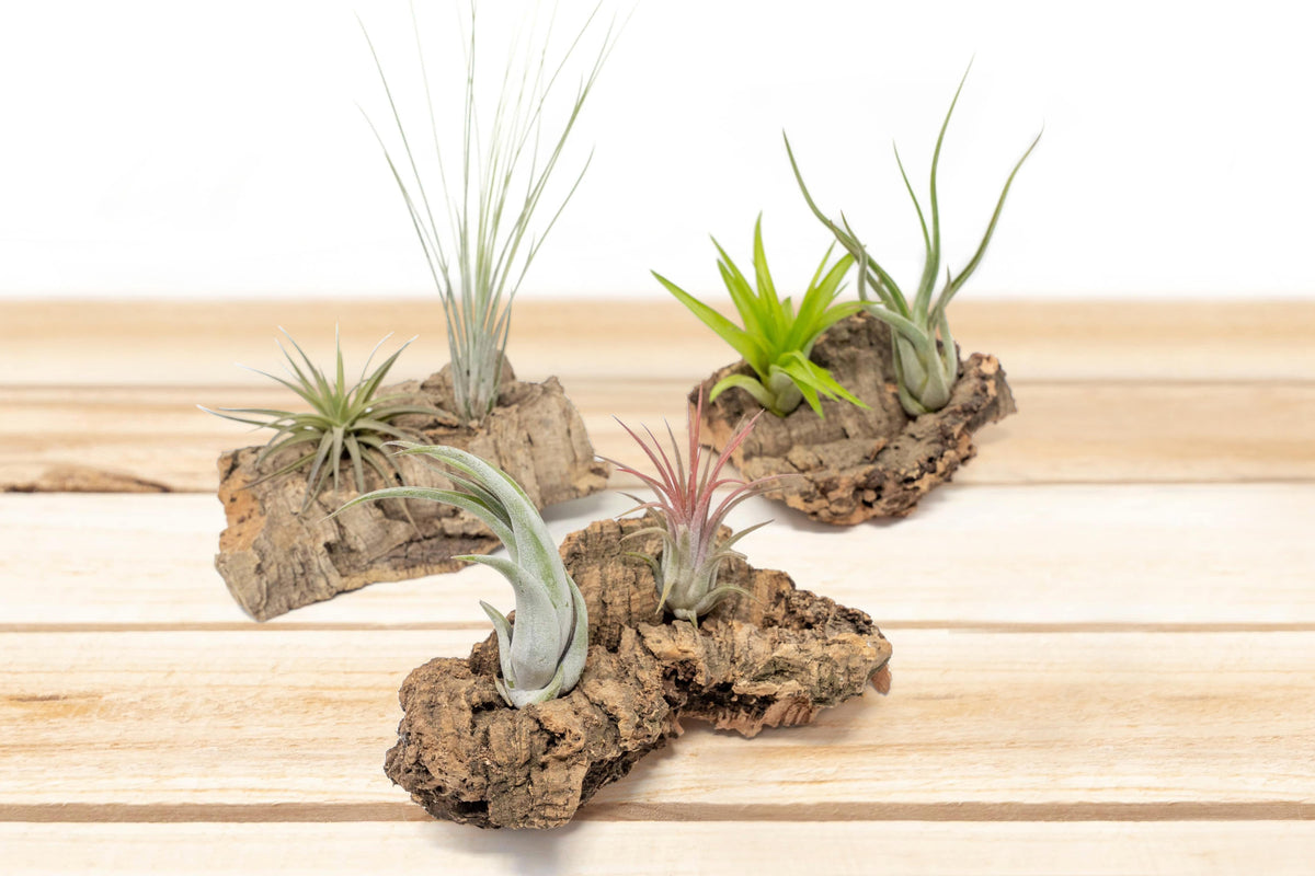 small table top cork bark displays with tillandsia air plants