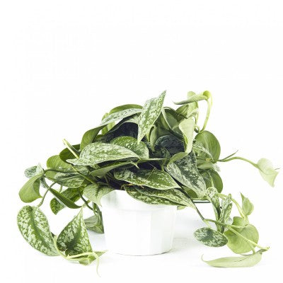 Scindapsus pict. 'Silvery Ann' | Satin Pothos