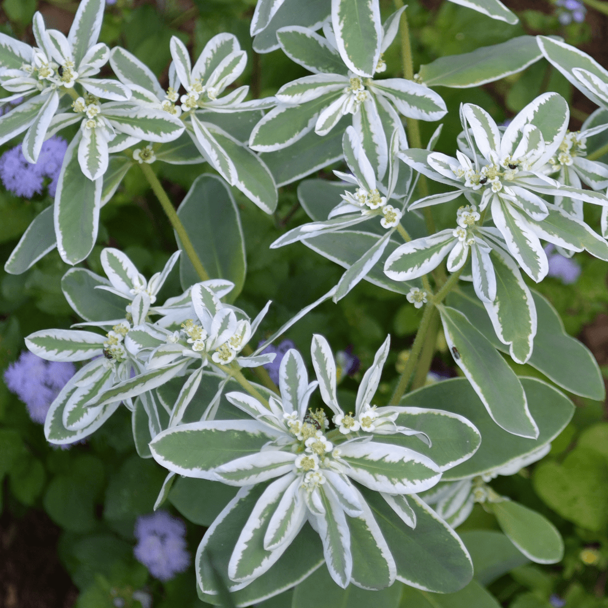 Snow - on - the - Mountain Seeds (Euphorbia marginata) - Monticello Shop