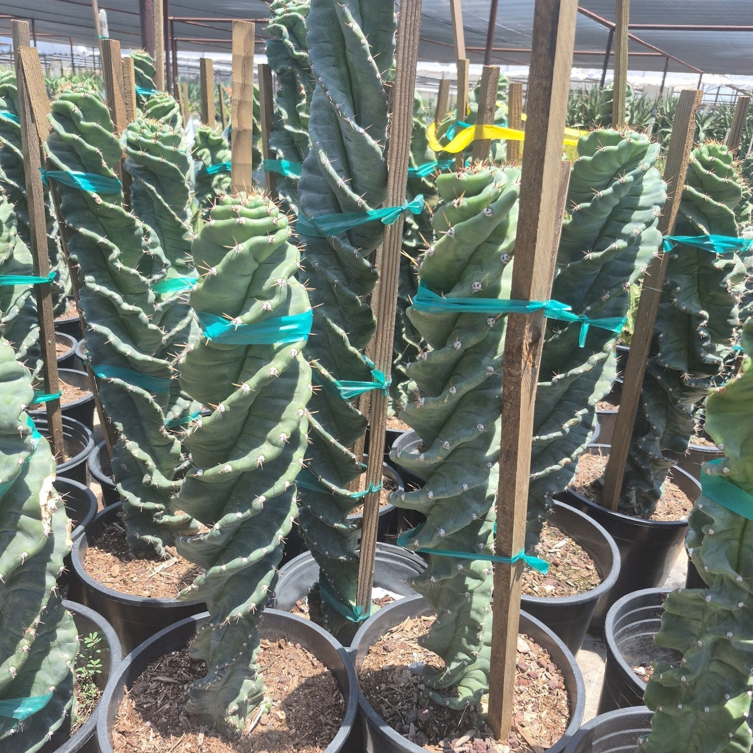 5 gallon Spiral Cereus (Cereus forbesii Spiralis) plants staked in nursery pots — Phoenix, AZ