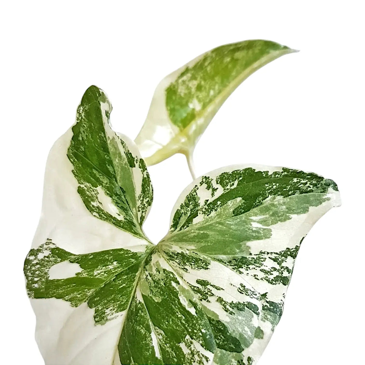 Syngonium podophyllum 'Albo Variegata' leaf detail on white background.