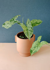 Healthy Syngonium Podophyllum Mottled "Mojito" M.