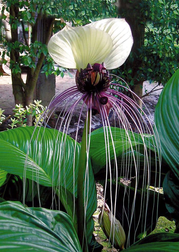 Tacca Nivea White 10 Seeds, Devil’s Whiskers, White Bat Flower