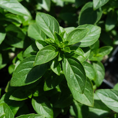 Basil - Ocimum basilicum var. thyrsiflora 'Siam Queen' (Thai Basil)