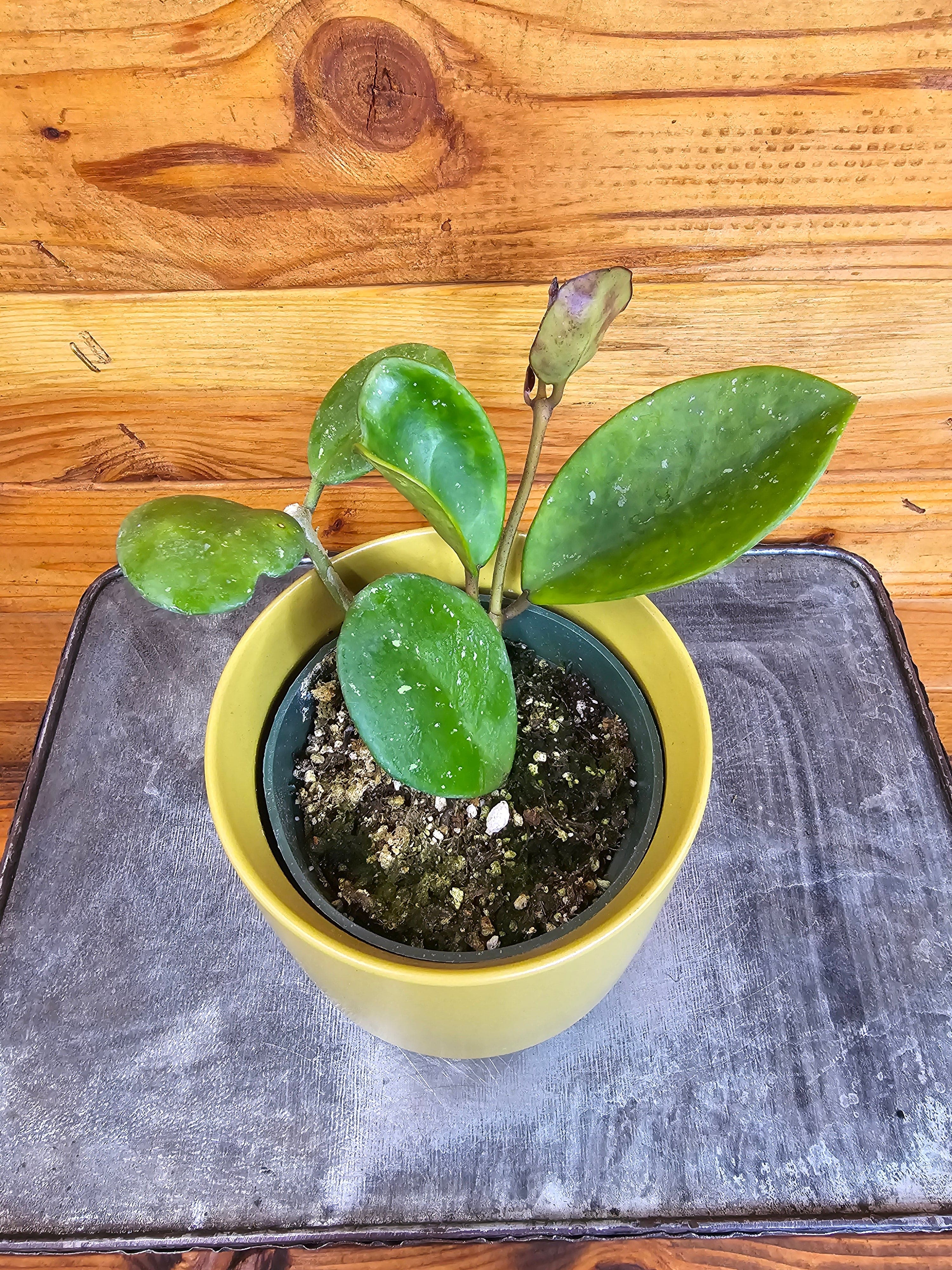 The Plant Farm® Houseplants Hoya Obovata, 4" Plant