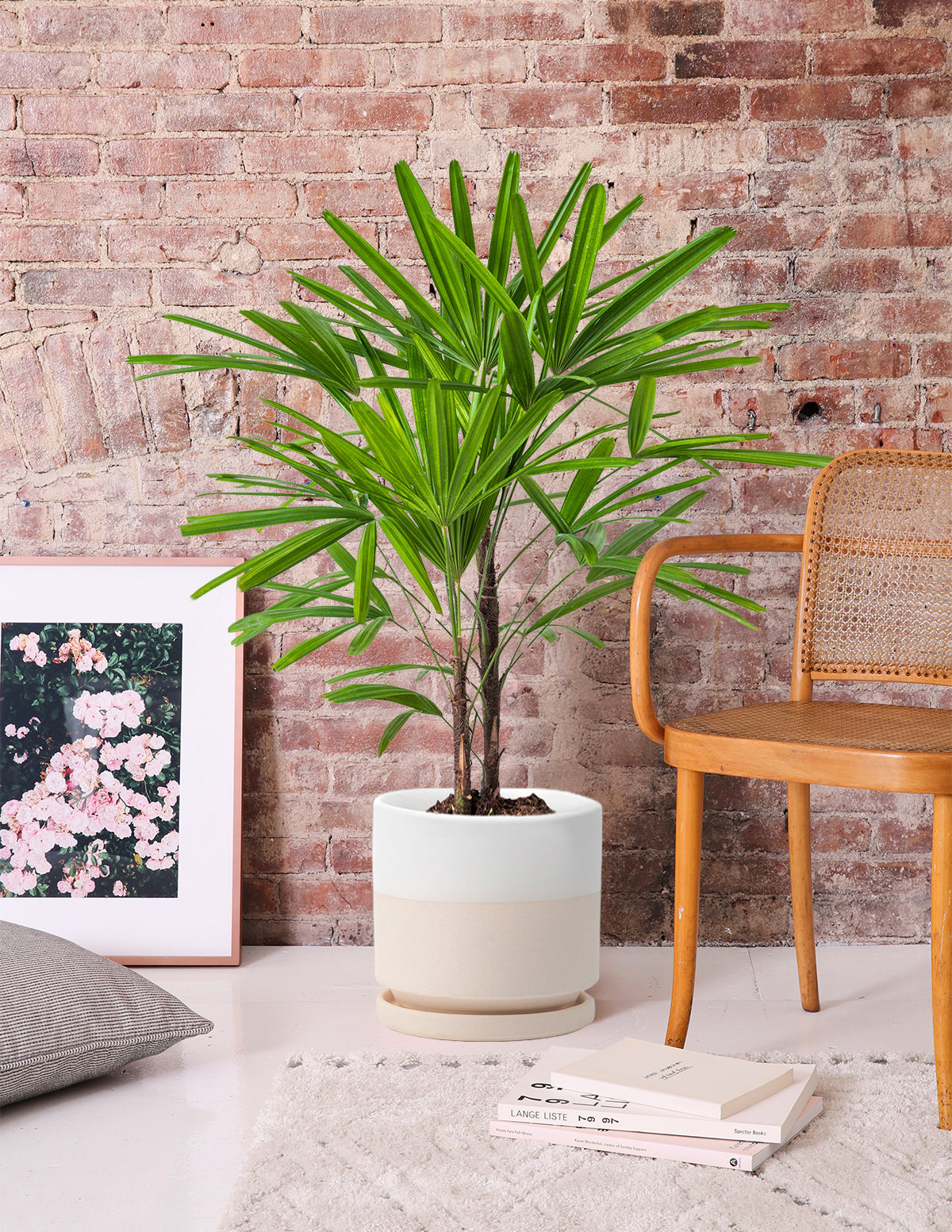 Large Lady Palm