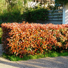 Frasers Glanzmispel - Photinia fraseri Red Robin - grün rot - 6 Pflanzen - Heckenpflanze - 1 laufender Meter - immergrün - Topf 17cm Höhe 55cm