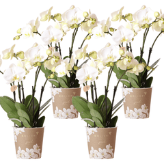 Orchidee Gent Weiß – 4er Set – Zimmerpflanzen mit weißen Blüten – Ø12cm – Frisch vom Bauern – Langlebige Blüte – Elegante Wohnraum-Deko