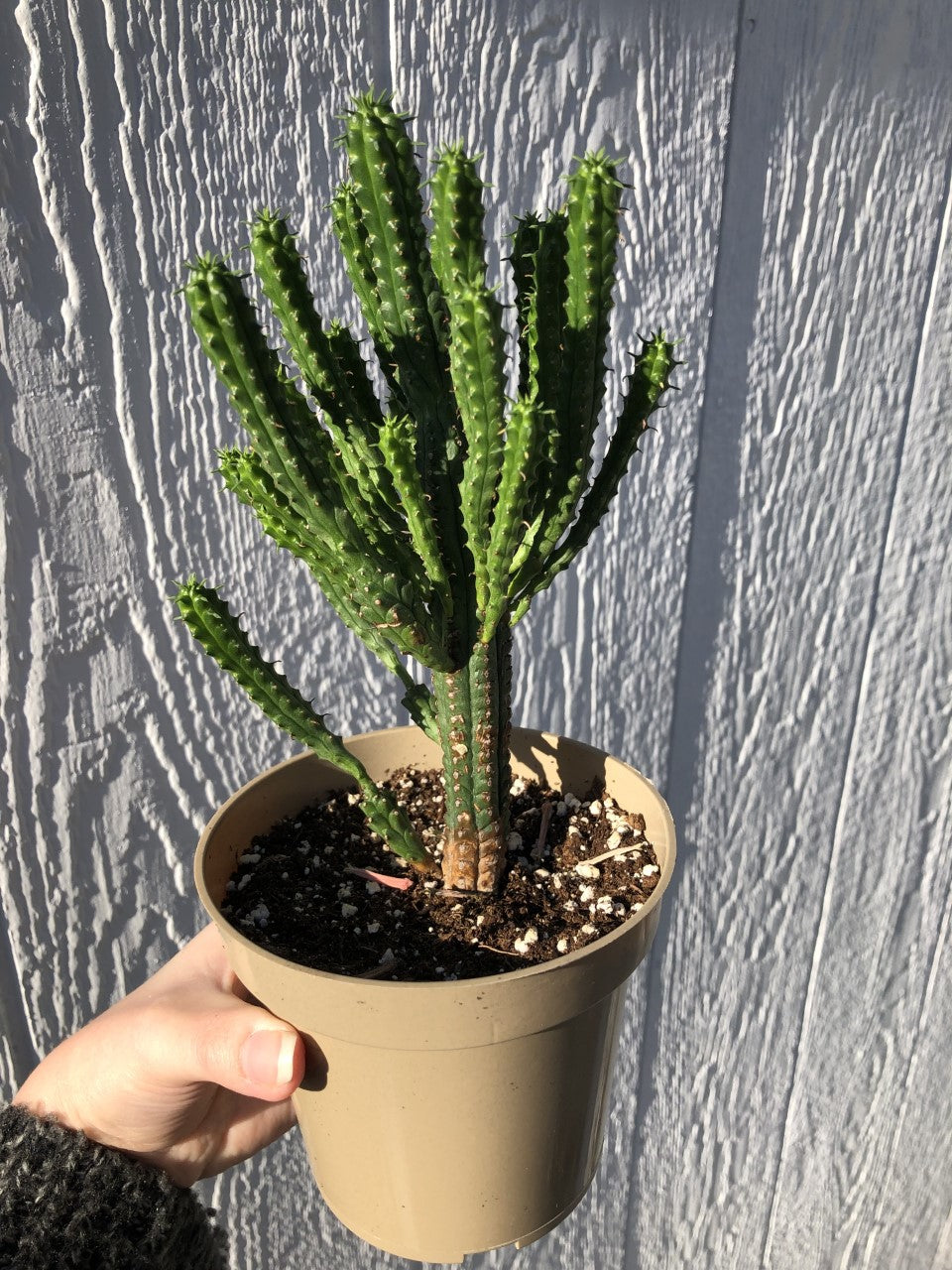 Potted cactus held against a textured gray wall
