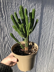 Potted cactus held against a textured gray wall