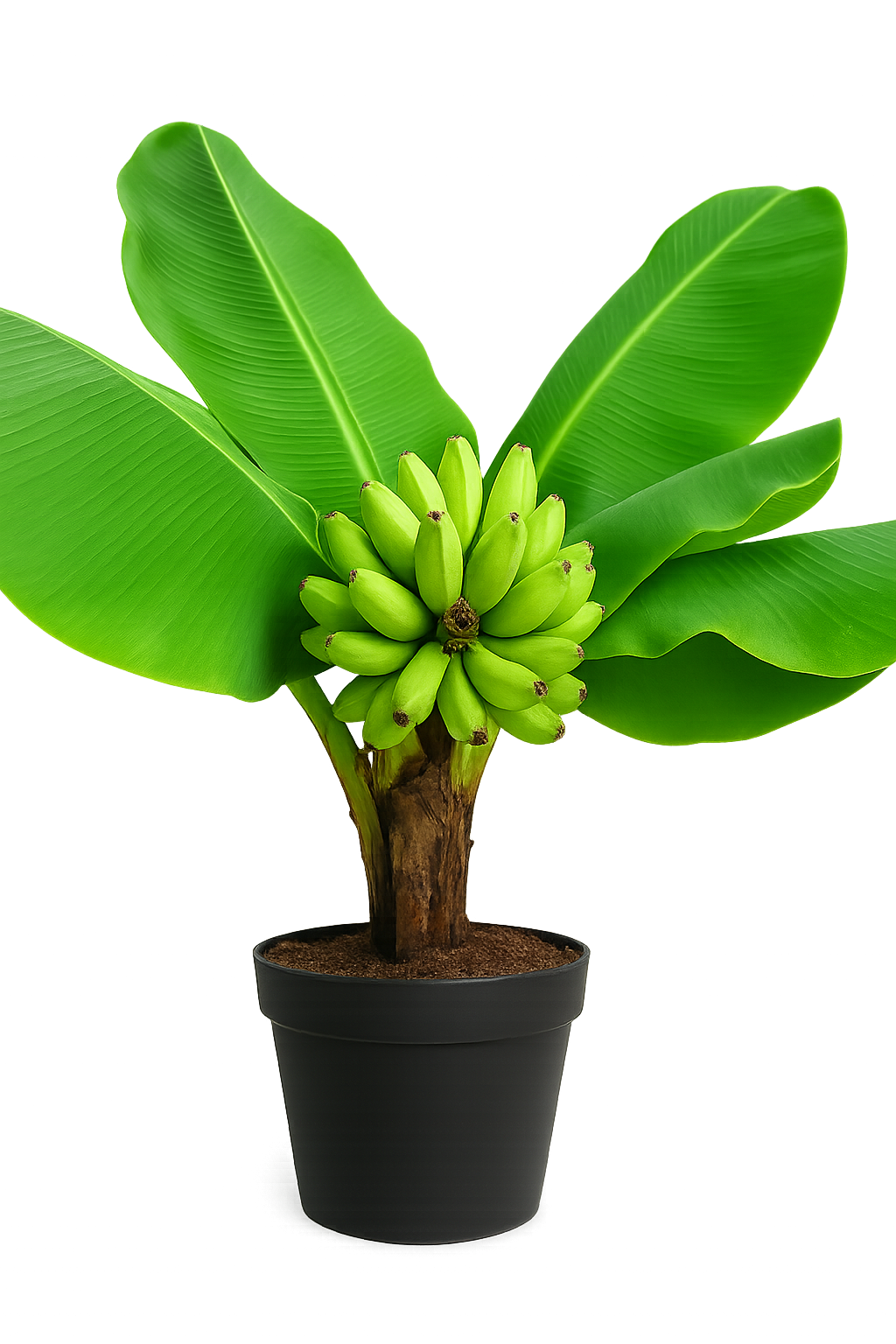 Banana plant ‘Super Dwarf Cavendish’ (Musa) – très compact, parfait pour container growing, produit des bananes en greenhouse chaude – Tropico-Québec
