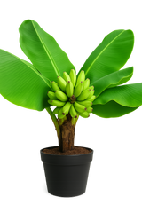 Banana plant ‘Super Dwarf Cavendish’ (Musa) – très compact, parfait pour container growing, produit des bananes en greenhouse chaude – Tropico-Québec