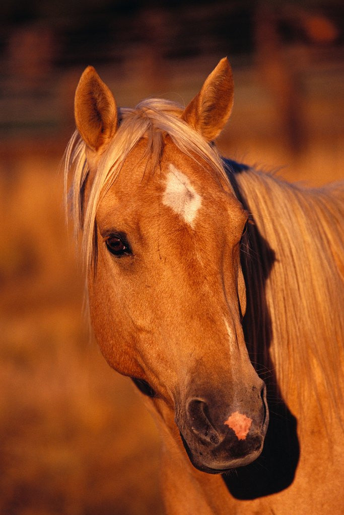 Diamond Marking Horse's Forehead