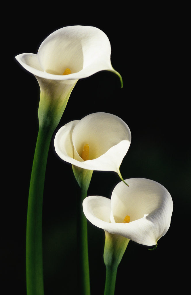 Three White Calla Lilies