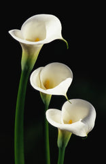 Three White Calla Lilies