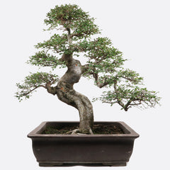 Ulmus - Chinesische Ulme, ca. 55 jährig, 75-80 cm, Zimmerbonsai