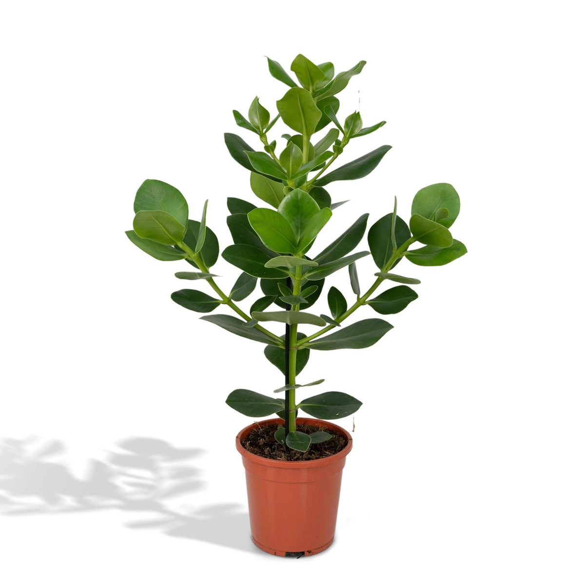 Clusia Rosea Princess (Autograph Tree) ↑ 60 cm