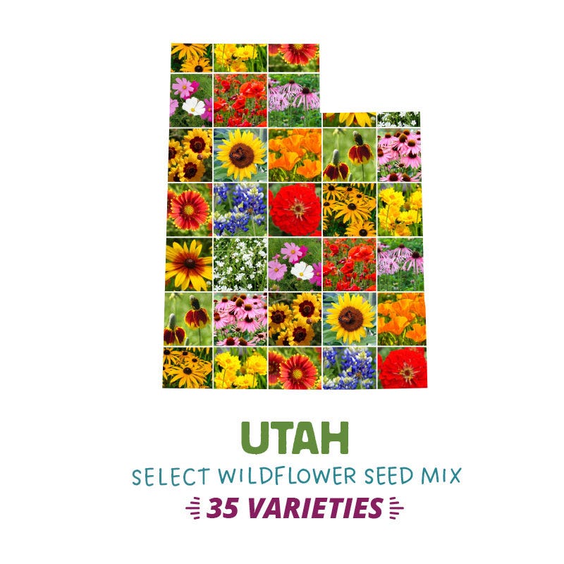 Utah Select Wildflower Seed Mix|Utah Select Wildflower Seed Smix