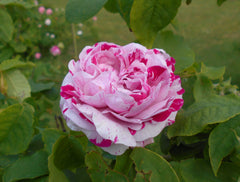 Rosa "Variegata di Bologna"