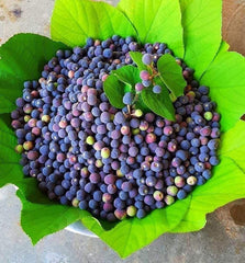 Phalsa Fruit Plant (Grewia asiatica)