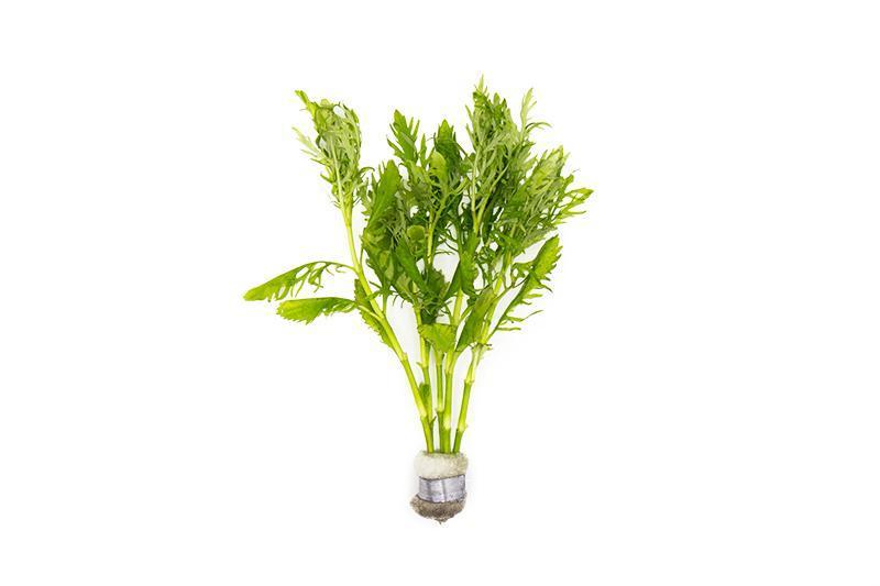 Aquatic Water Wisteria Hygrophila Difformis plant from ACW, showing lush green stems and delicate leaves for aquarium decoration