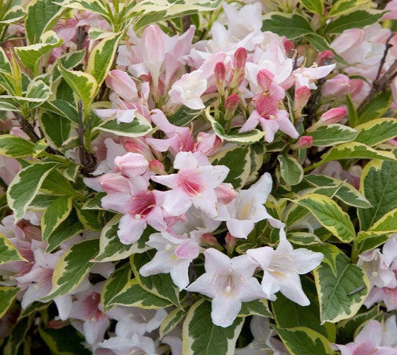 Variegated Weigela  weigela florida " variegata "