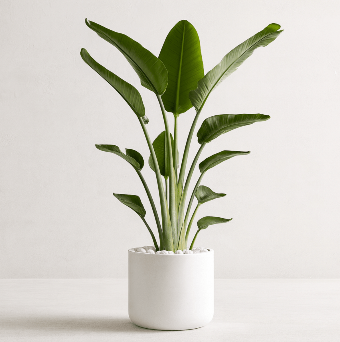 White Bird of Paradise (Strelitzia Nicolai) - Plantology USA - Grower's Pick 5 - 6 Feet