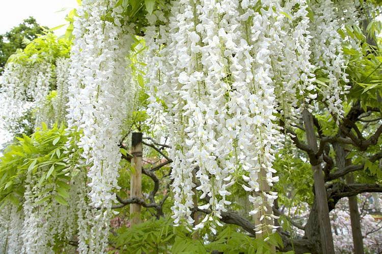 Wisteria floribunda 'Longissima Alba'